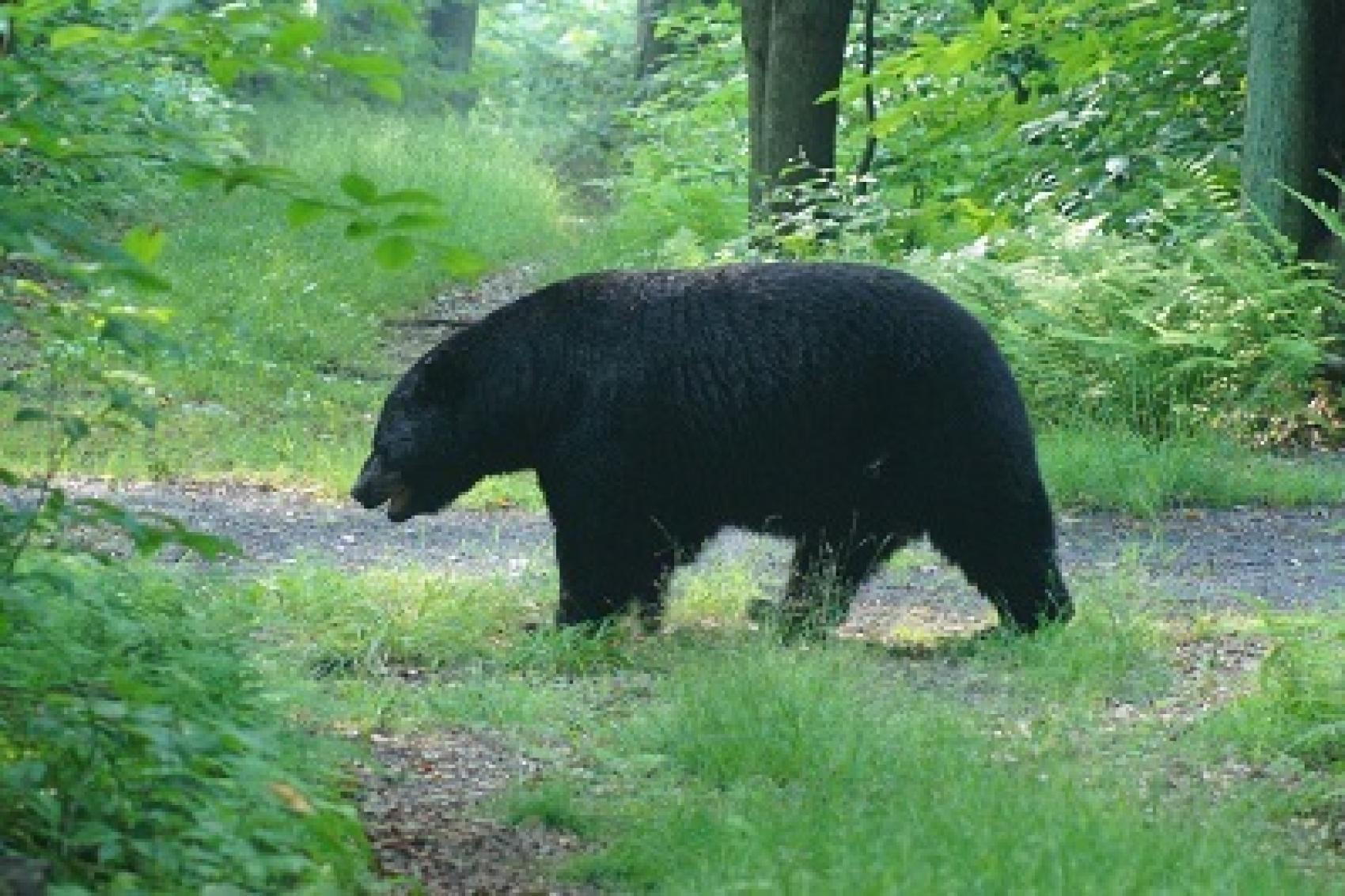 Camp Minsi Ecology Bear