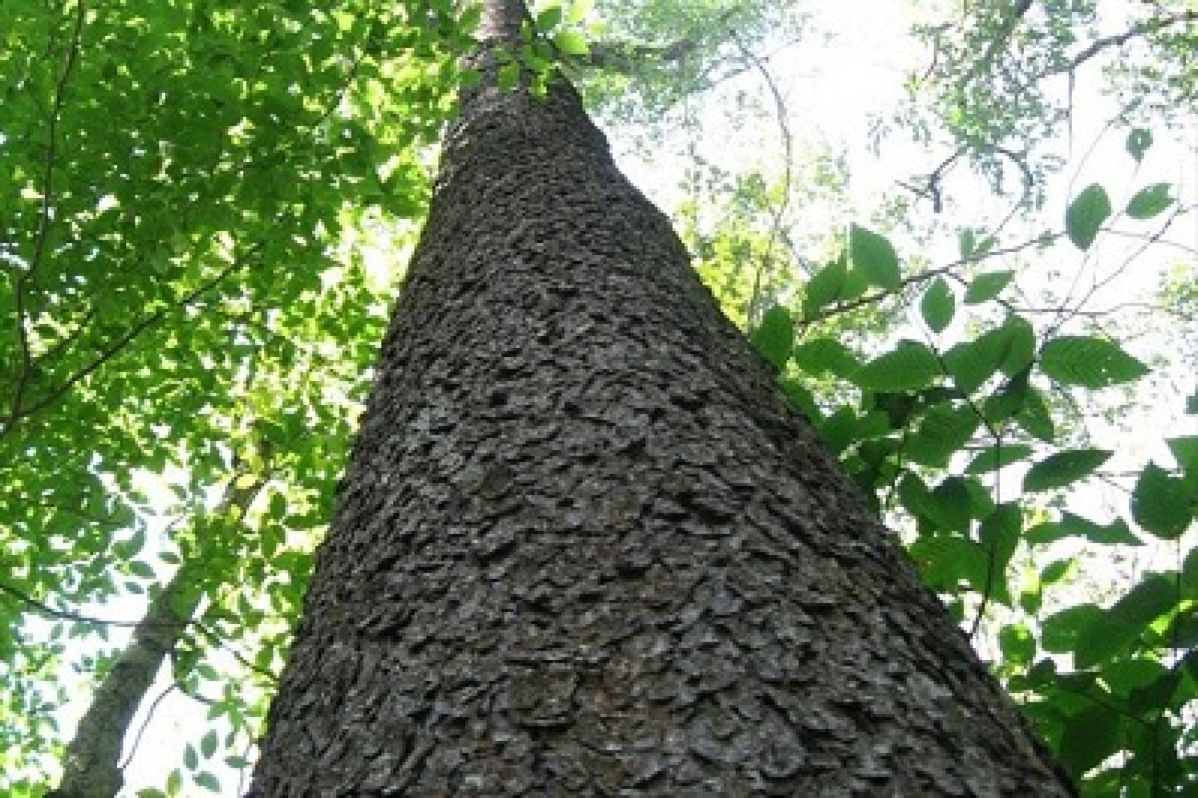 Camp Minsi Ecology Beech