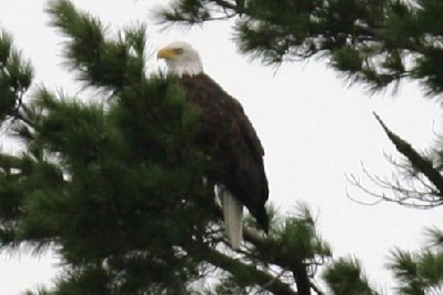 Camp Minsi Ecology Eagle